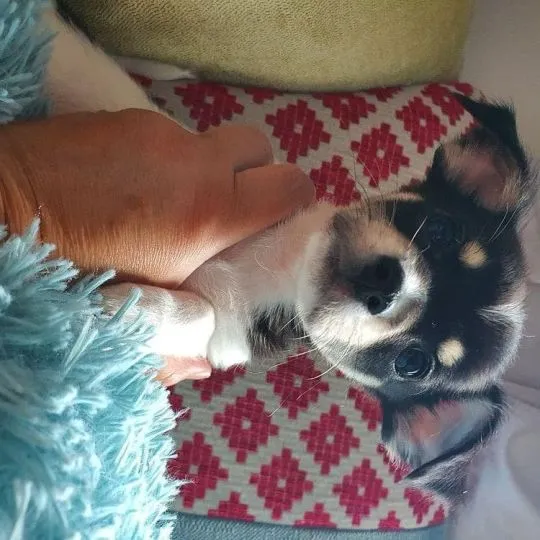 Przepiękne szczenięta chihuahua gotowe do sprzedaży w nowych domach, , Radomice