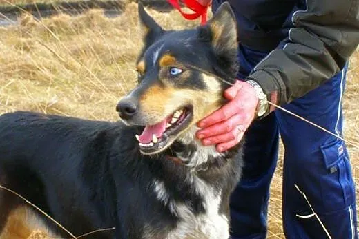 Hasan w typie husky czeka na dom,  kujawsko-pomors