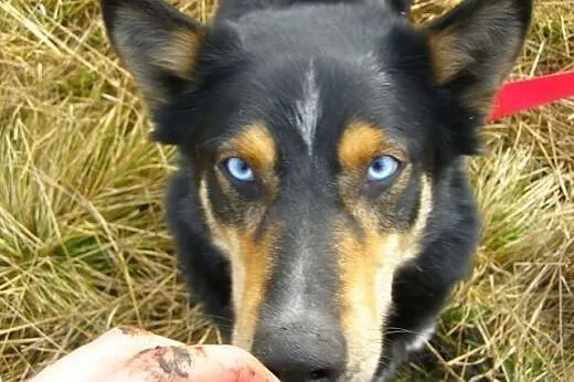 Hasan w typie husky czeka na dom,  kujawsko-pomors