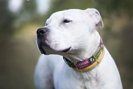 Nero 6letni amstaff szuka domu,  małopolskie Krakó