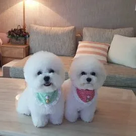 Szukam szczeniąt rasy bichon do nowego domu. Są bardzo wesołe i lojalne.