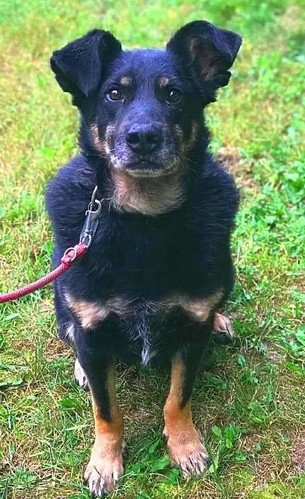ALIK - cudowny, łagodny psiak który kocha dzieci do adopcji,, Małopolskie, Kraków