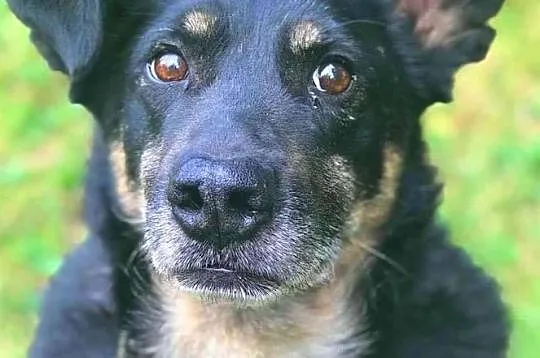 ALIK - cudowny, łagodny psiak który kocha dzieci do adopcji,, Małopolskie, Kraków