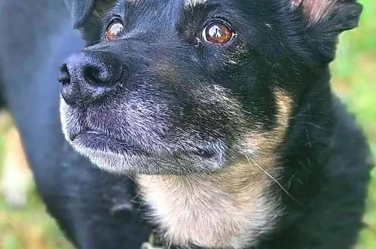 ALIK - cudowny, łagodny psiak który kocha dzieci do adopcji,, Małopolskie, Kraków