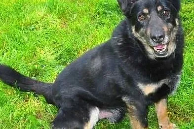 ALIK - cudowny, łagodny psiak który kocha dzieci do adopcji,, Małopolskie, Kraków
