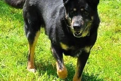 ALIK - cudowny, łagodny psiak który kocha dzieci do adopcji,, Małopolskie, Kraków