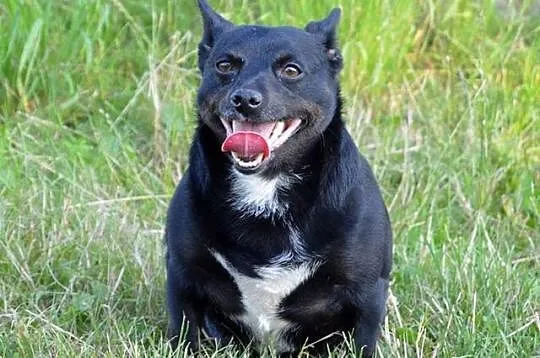 Młoda, malutka Ginger - pocieszna i grzeczna do adopcji