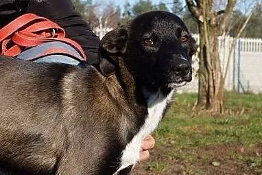 KAJTEK- 7 miesięczny gentelman chce mieć dom,  maz