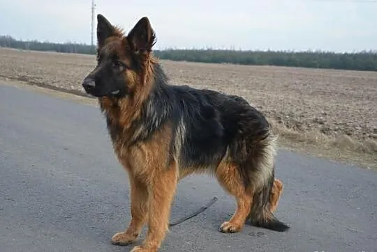 Owczarek niemiecki długowłosy rodowodowa suka