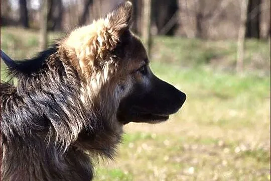 Kugi - dobry, rodzinny psiak :)