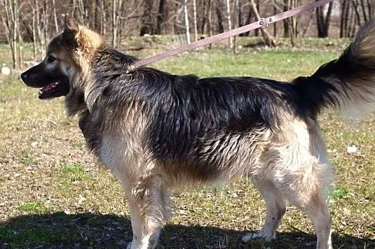 Kugi - dobry, rodzinny psiak :)