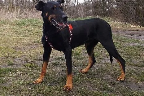 Piękny Baster w typie dobermana,  dolnośląskie Wro