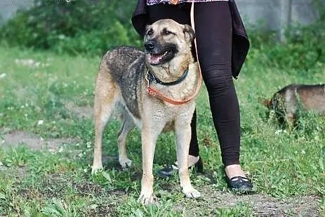 Lamia w typie owczarka niemieckiego ,  mazowieckie