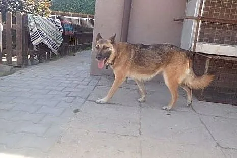 Lamia w typie owczarka niemieckiego ,  mazowieckie