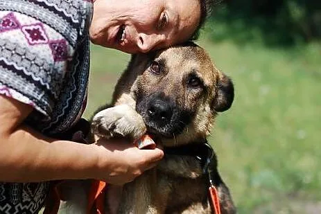 Lamia w typie owczarka niemieckiego ,  mazowieckie