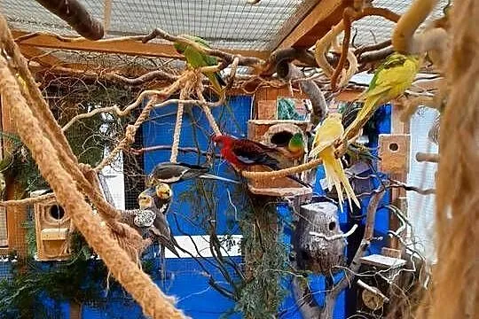Sprzedam papugi, Dolnośląskie, Goczałków