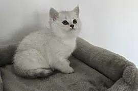 Koty kotki kocurki brytyjskie srebrne krótkowłose , Cierpisz