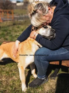 Kruszynka – dzielna, kochana sunia szuka swojego domu!  Nasza Kruszynka  waży ok 30 kg i jest dużą s, , Warszawa