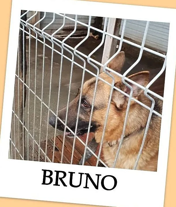Owczarek niem. młody,dla doświadczonych,duży pies BRUNO.Adopcja, Śląskie, Katowice