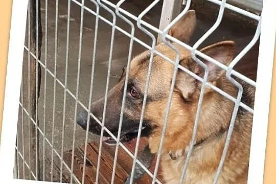 Owczarek niem. młody,dla doświadczonych,duży pies BRUNO.Adopcja, Śląskie, Katowice
