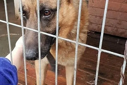Owczarek niem. młody,dla doświadczonych,duży pies BRUNO.Adopcja, Śląskie, Katowice