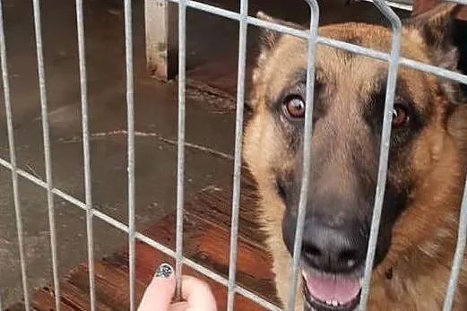 Owczarek niem. młody,dla doświadczonych,duży pies BRUNO.Adopcja, Śląskie, Katowice