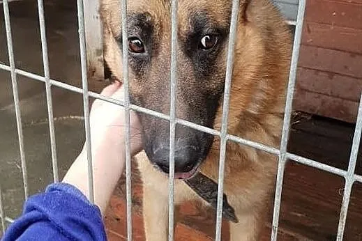 Owczarek niem. młody,dla doświadczonych,duży pies BRUNO.Adopcja, Śląskie, Katowice