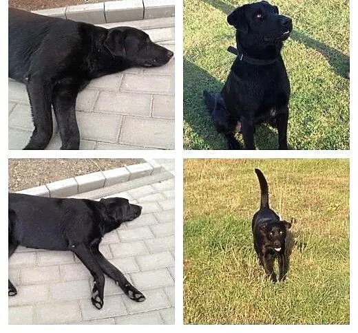 LORD mix labrador szuka nowego domu !!!, łódzkie