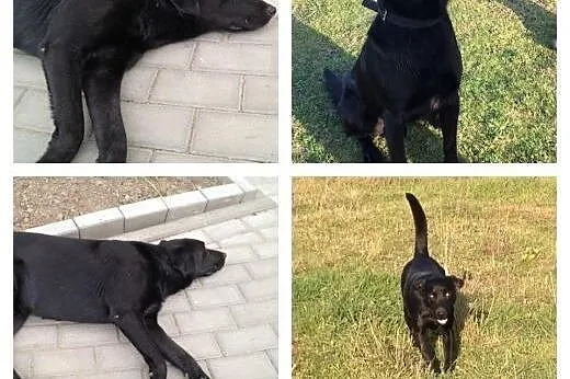 LORD mix labrador szuka nowego domu !!!, łódzkie Zgierz