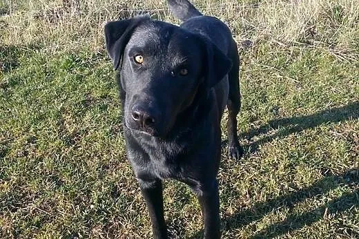 LORD mix labrador szuka nowego domu !!!,  łódzkie 