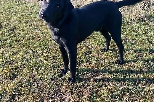 LORD mix labrador szuka nowego domu !!!,  łódzkie 