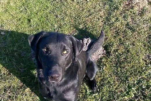 LORD mix labrador szuka nowego domu !!!,  łódzkie 