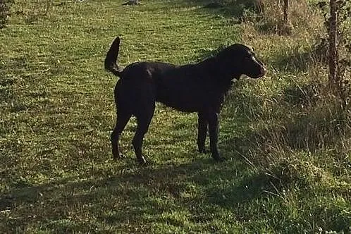 LORD mix labrador szuka nowego domu !!!,  łódzkie 