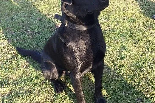 LORD mix labrador szuka nowego domu !!!,  łódzkie 