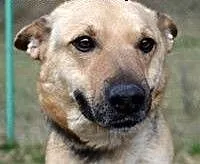 MARGA! cudna sunia do adopcji!!, mazowieckie Wars
