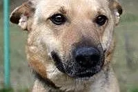 MARGA! cudna sunia do adopcji!!,  mazowieckie Wars