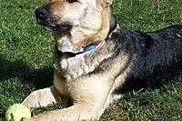 MARGA! cudna sunia do adopcji!!,  mazowieckie Wars