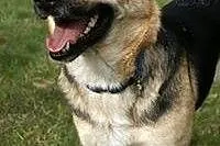 MARGA! cudna sunia do adopcji!!,  mazowieckie Wars