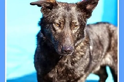 Do dzieci,kocha ludzi,łagodny pies KORGI na krótkich łapach.ADOPCJA,  małopolskie Kraków