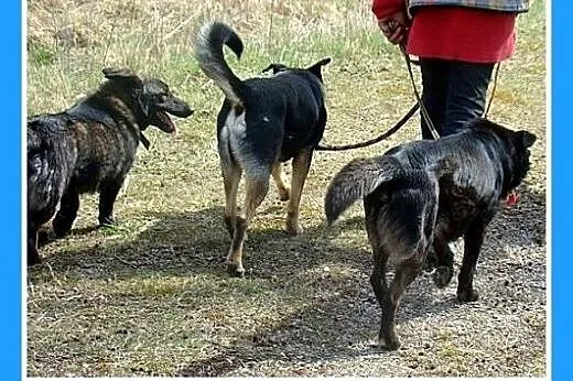 Do dzieci,kocha ludzi,łagodny pies KORGI na krótki