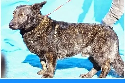 Do dzieci,kocha ludzi,łagodny pies KORGI na krótki