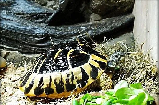 Żółw Grecki Samica ok. 30cm / 10 lat