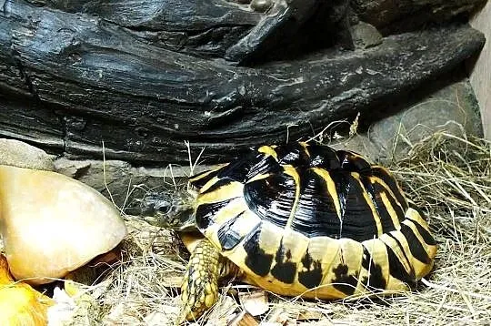 Żółw Grecki Samica ok. 30cm / 10 lat, Lubuskie, Lubsko