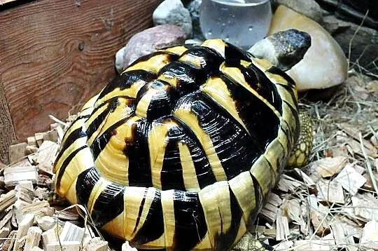 Żółw Grecki Samica ok. 30cm / 10 lat, Lubuskie, Lubsko