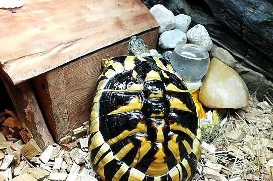 Żółw Grecki Samica ok. 30cm / 10 lat, Lubuskie, Lubsko