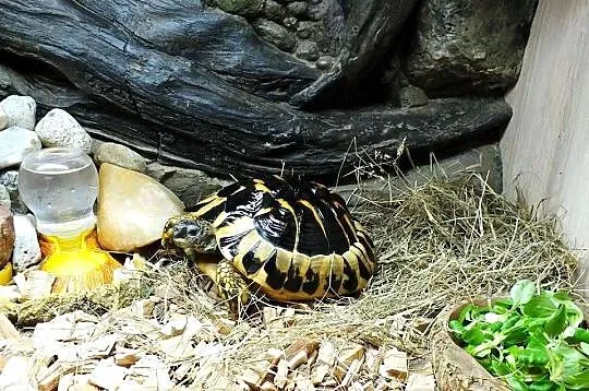 Żółw Grecki Samica ok. 30cm / 10 lat, Lubuskie, Lubsko