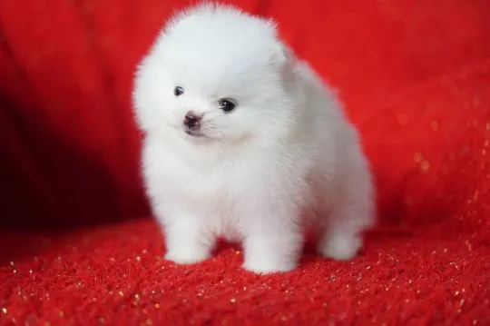 Szczeniaki pomeraniana  Whatsapp +447506188115 pomeraniana, , leeds
