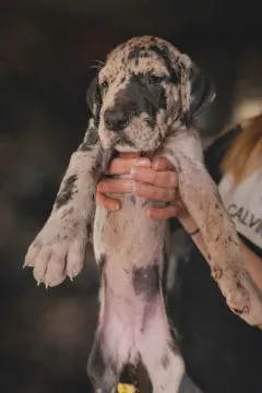 Dog niemiecki piękne zarejestrowane szczenięta na sprzedaż, Mazowieckie, Warszawa