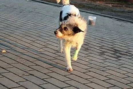 Sara starsza sunia szuka bezpiecznego domku!!!,  d