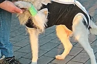 Sara starsza sunia szuka bezpiecznego domku!!!,  d